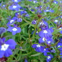 Lobelia.