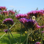 still_blooming
