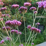 still_blooming