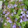 still_blooming