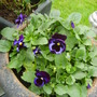 pansies