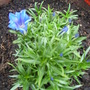 gentian