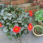 still_blooming