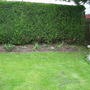 hedge border