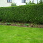 shady hedge border