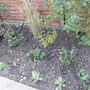 newly planted border (rosa mundial)