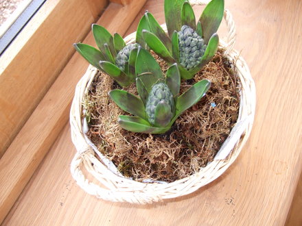 Hyacinth_bowl.jpg