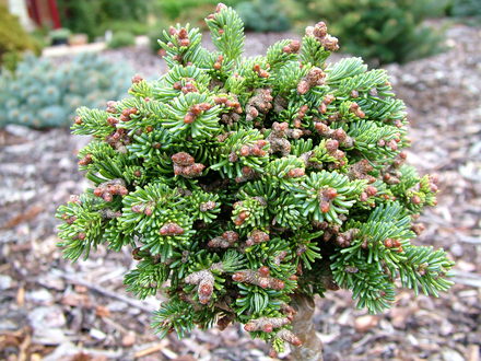 Abies lasiocarpa 'Logan Pass' (Abies lasiocarpa (alpine fir))