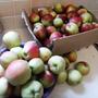 Apple harvest