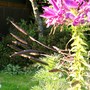 Spider Flower Going 2 Seed