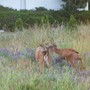 rutting bucks 
