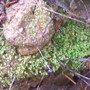 lichen