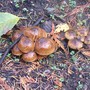 mushrooms