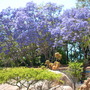 Jacaranda mimosifolia