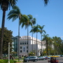 Syagrus romansofiana - Queen Palm (Syagrus romansofiana - Queen Palm)