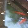 New Home For The Fish