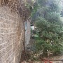 No More Ivy