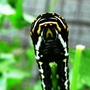 CATERPILLAR