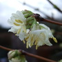 Lonicera fragrantissima