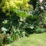 A garden flower photo (Gunnera manicata (Gunnera))