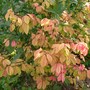 Burning bush.