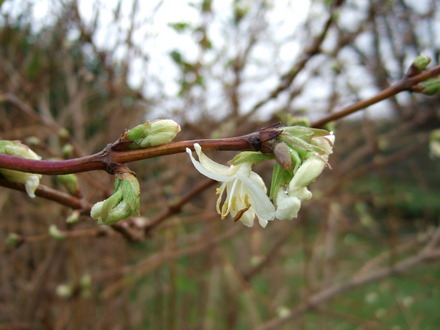 Lonicera fragrantissima bloom number 2 (Lonicera fragrantissima (Shrubby honeysuckle))
