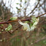 Lonicera fragrantissima bloom number 2 (Lonicera fragrantissima (Shrubby honeysuckle))