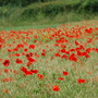 poppies 