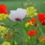 Poppies The lonesome white!