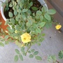My yellow rose, August 18 08 (Rosa)