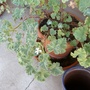 The scented leaved geranium flowers again! (Pelargonium odoratissimum)