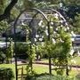 Trellis with vines, rose garden. 