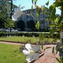 Rose garden. 