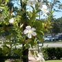 Vine with white flowers. 