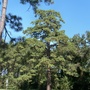 Pine trees, Memorial Park 