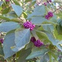 Violet berries, Memorial Park 