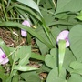 Flowers along the trail, Memorial Park.