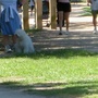 A dog enjoying the park. 