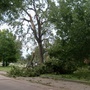 Another split tree.