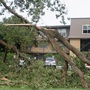 Close-up of tree in front of apt building.