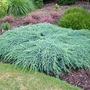 Juniperus_squamata_blue_carpet