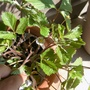 Strawberry flowers! (Fragaria vesca (Alpine Strawberry))