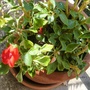 red impatiens  (impatiens wallerana)