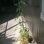 tall grape tomatoes 