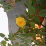 First yellow rose after Ike. (Rosa)