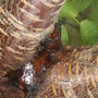 cerry tree dieased