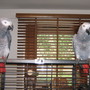 two parrot,s