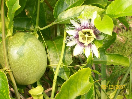 Passion Fruit (Passiflora edulis)