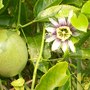 Passiflora edulis