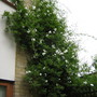 front garden jasmin